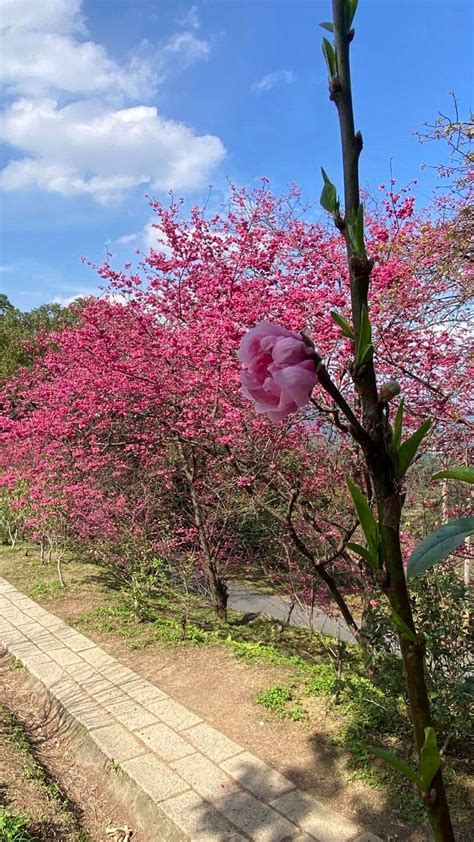 杏樹季節|杏花開花季指南：貓空「杏花林」綻放胭脂萬點 